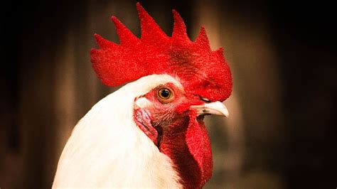 'Chicken Was Raised On Music And Fed Milk': Shanghai Restaurant's ...