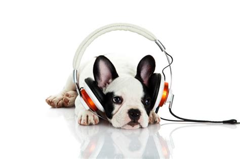 戴着耳机的狗狗系列-白色背景上戴着耳机的狗狗图片-高清图片-图片素材-寻图免费打包下载