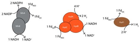 Processes | Special Issue : Advances in Microbial Fermentation Processes