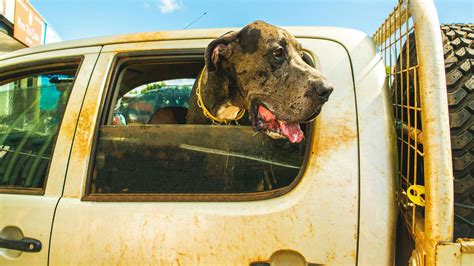What's That Smell? 20 Easy Ways To Keep Your Car Smelling Fresh