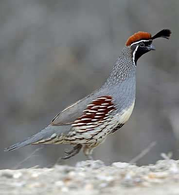 Bird Watching in Bandhavgarh National Park