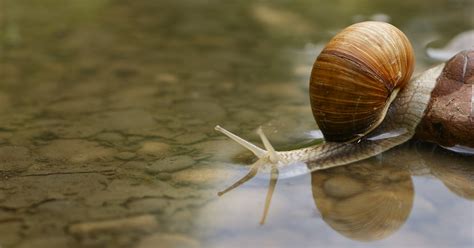 Are Snails Poisonous? A Definitive Guide - All Our Creatures
