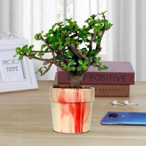 Bee Green Jade Plant Price in India - Buy Bee Green Jade Plant online ...