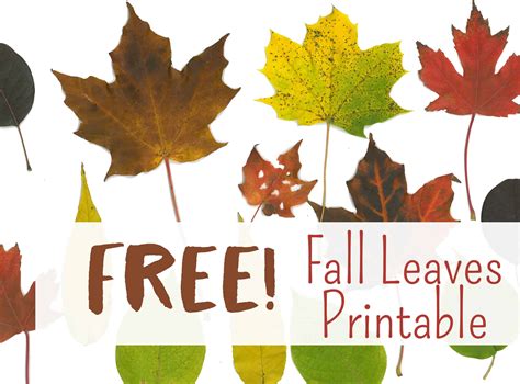 Printable Fall Decorations Leaves