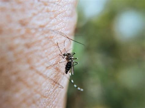 Alerta por el nuevo virus 'Chikungunya': 43 brotes detectados en España