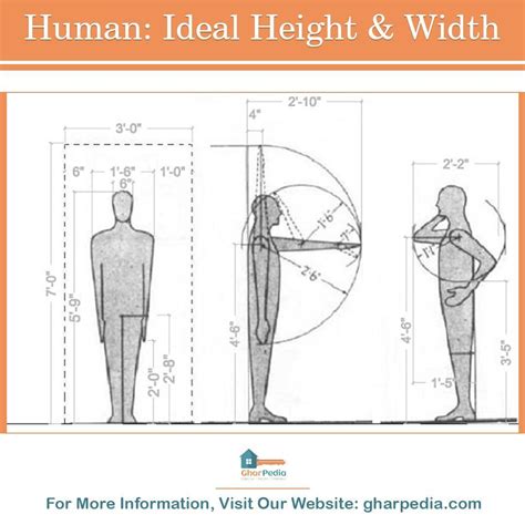 Human: Ideal Height & Width | Human dimension, Detailed plans, Ideal