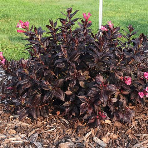 Amazon.com : Bloomin' Easy® Weigela Stunner™ 4" Potted Rocketliners® by ...