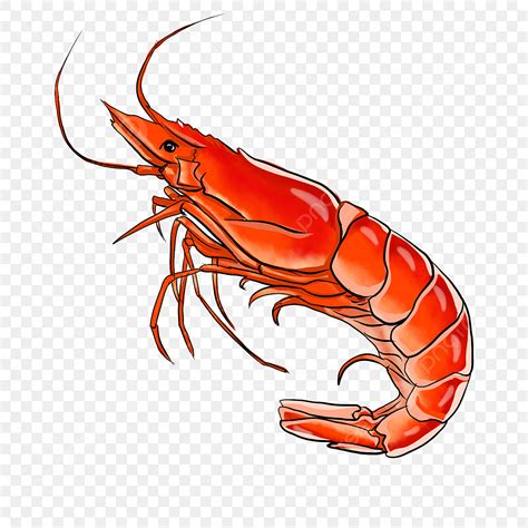 Prawn Fish Clipart Free