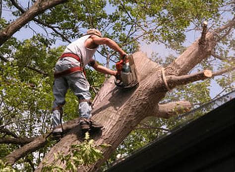 Image result for Houston TX Tree Service