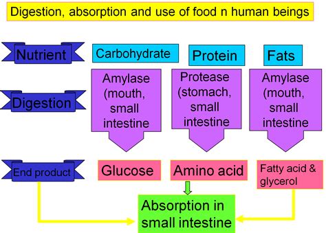 Image result for How Does Digested Food Get into Blood Absorption