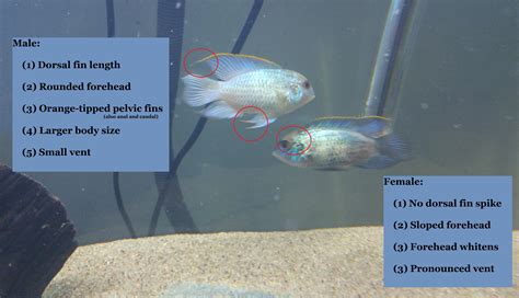 How To Tell Aside The Female Vs Male Electric Blue Acara Apart