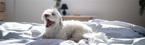 How to keep your house allergy free for your pets – Proklean ...