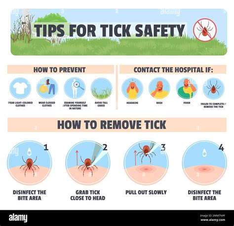 Tips for tick safety vector infographic illustration. Preventive method ...