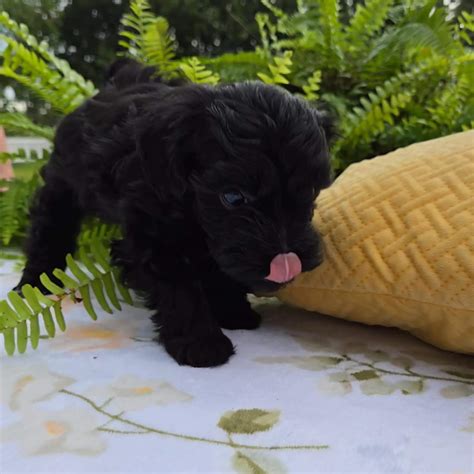 Teddy - Black Maltipoo Puppy (Male) - Michele's Puppies & Paws