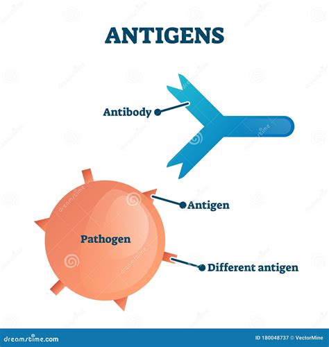 Antigens Vector Illustration. Labeled Antibody, Pathogen Educational ...