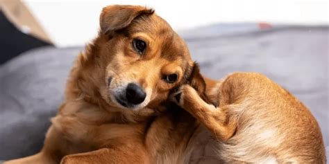 Why Your Pet Keeps Scratching Their Ears and How to Help Gently ...