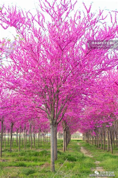 紫荆：为什么清华大学选紫荆做校花？_丁香花