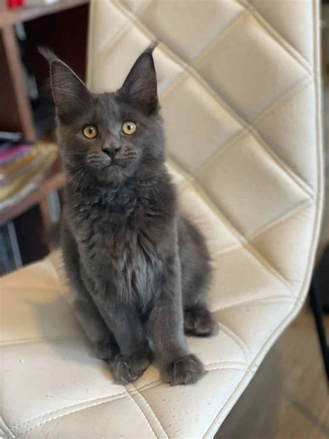 21 Gray Maine Coon Cats You’ll Love - MaineCoon.org
