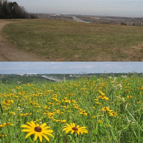 Greening Solutions — Great River Greening