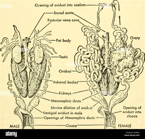 . Biology of the vertebrates : a comparative study of man and his animal allies. Vertebrates ...