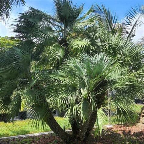 European Fan Palm for Sale | PlantologyUSA.com – Plantology USA