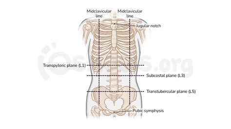 Abdominal Quadrants Anatomy