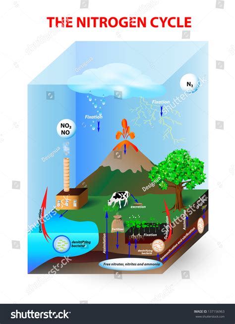 Diagram Nitrogen Cycle Process By Which Stock Vector (Royalty Free ...