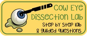 Image result for Cow Eye Dissection Tutorial