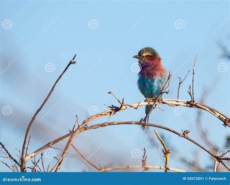 Lilac-breasted Roller (Coracias Caudatus) Stock Image - Image of branch, bright: 35672841