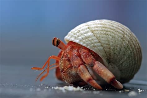 Hermit Crab Care Sheet | Chewy