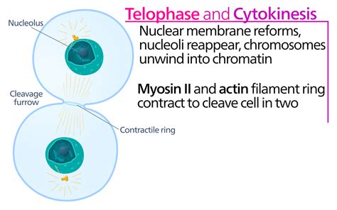 Process of mitosis — lesson. Science State Board, Class 9.
