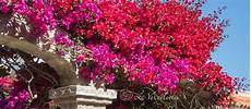 fiori per terrazzi al sole 5 fiori estivi consigliati per balconi e terrazzi al sole fiori per terrazzi al sole 5 fiori estivi consigliati per balconi e terrazzi al sole