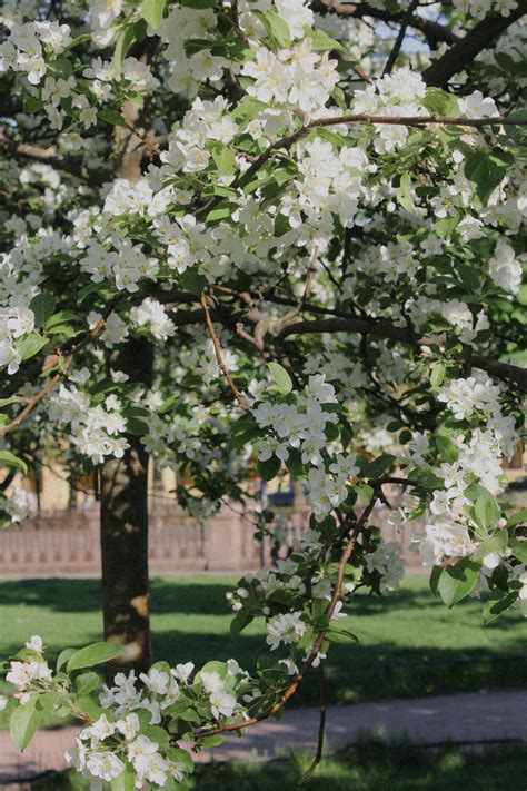 Apple Explained 的图像结果