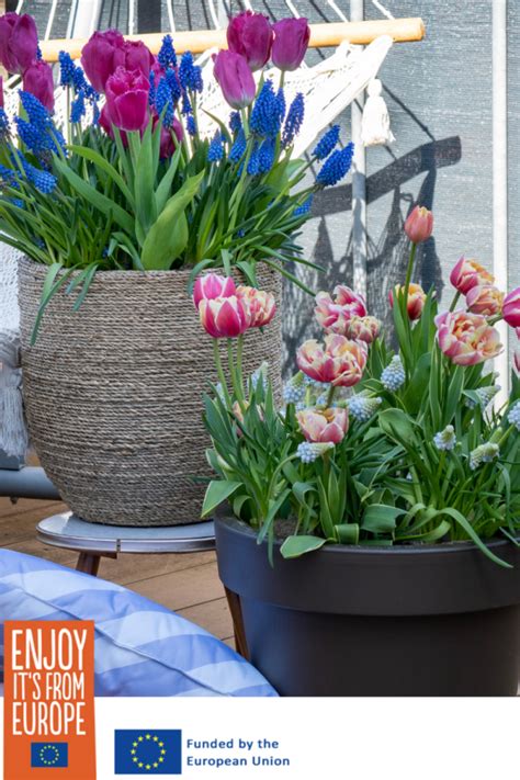 Image result for Spring Bulbs in Containers