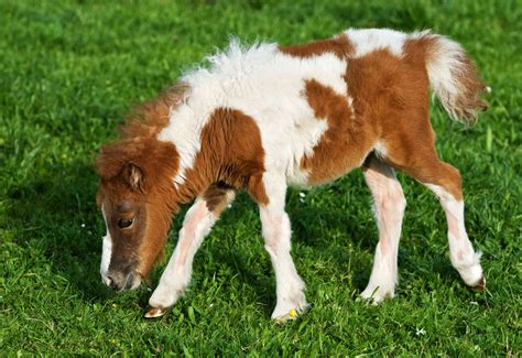Miniature Horse Photos at Daniel Kirkland blog