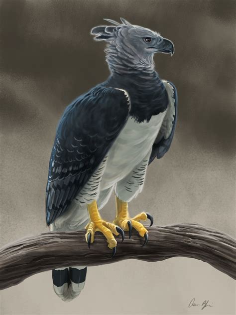 Harpy Eagle Wallpaper