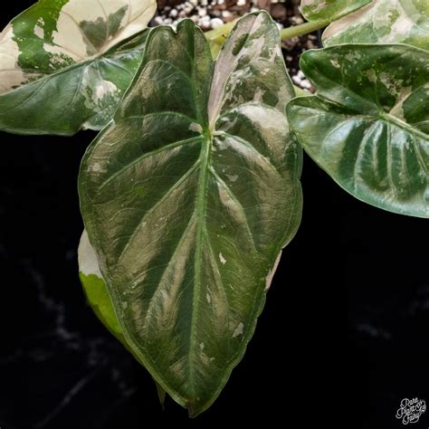 Can Plants Feel Pain? Uncovering the Science Behind Plant Perception and Intelligence – Rare ...