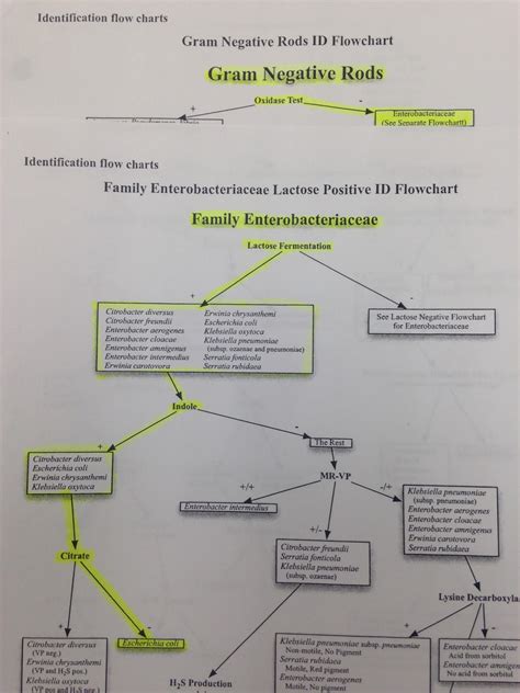 Bacteria Unknown Lab at Angelica Mullins blog