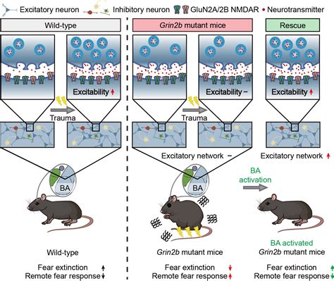 Researchers Reveal How Autism-Linked Mutation Triggers PTSD-like Fear