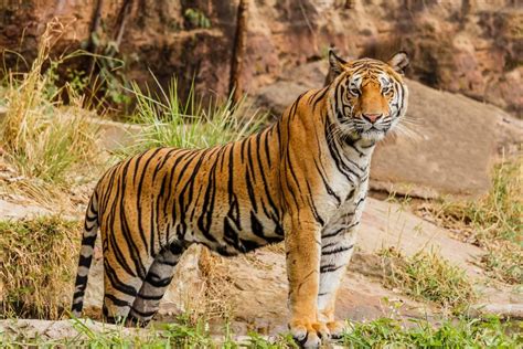 China Animals 的图像结果