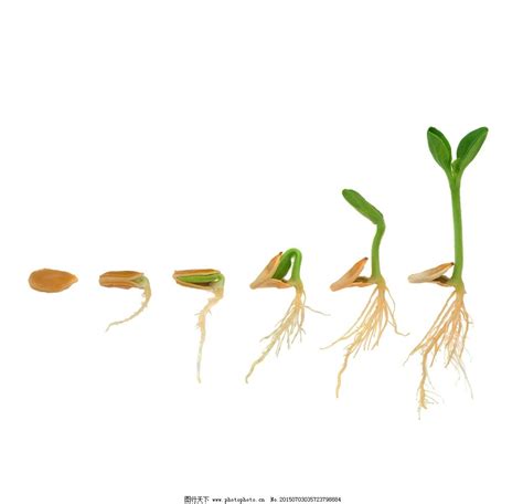 有趣的自然课——种子萌发 - 内容 - 东安三村小学网站