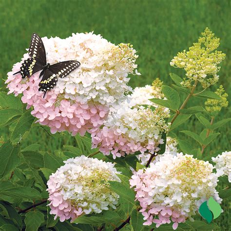 Hydrangea, paniculata 'PeeGee' - DeGroot