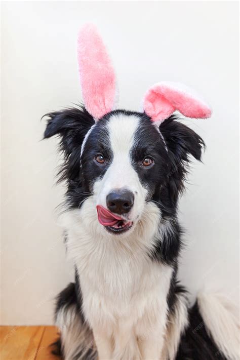 What Are Border Collie Ears