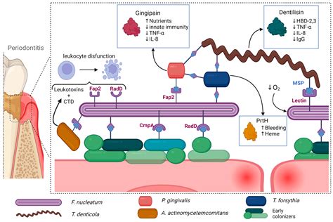Periodontal Pathogens and Their Links to Neuroinflammation and Neurodegeneration