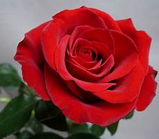 fiore la rosa rosa significato simbologia e linguaggio della rosa fiore la rosa rosa significato simbologia e linguaggio della rosa