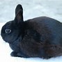 Image result for American Fuzzy Lop Bunny