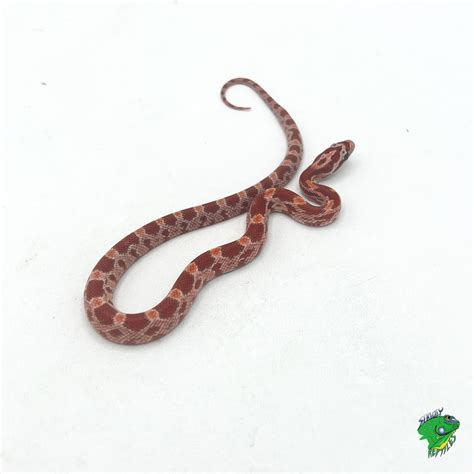 Shatter Tessera Corn Snake - baby - Strictly Reptiles Inc.