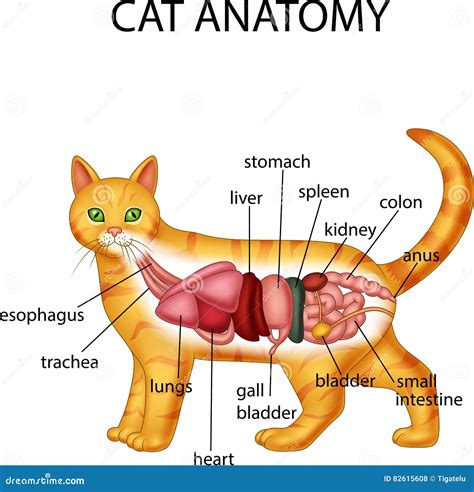 Anatomy of cat stock vector. Illustration of mesentery - 82615608