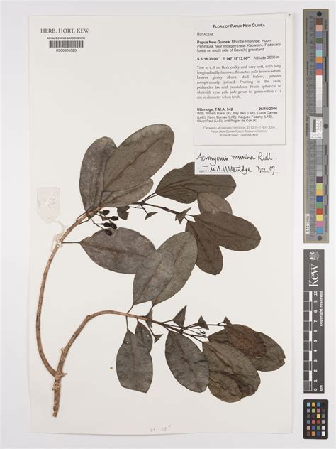 Acronychia murina Ridl. | Plants of the World Online | Kew Science