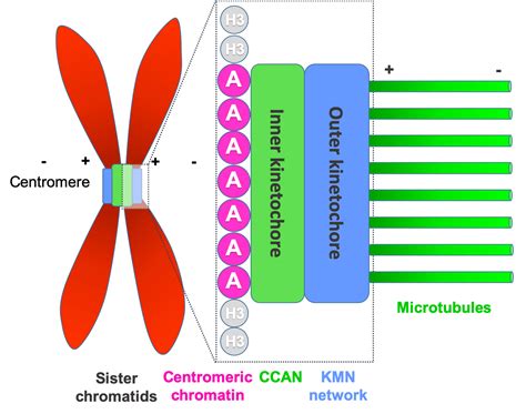How chromosomes are bound to be separated in cell division - MRC ...